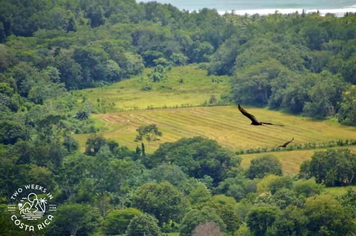 A patch of farm field surrounded by jungle