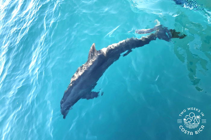 A dolphin swimming below the boat