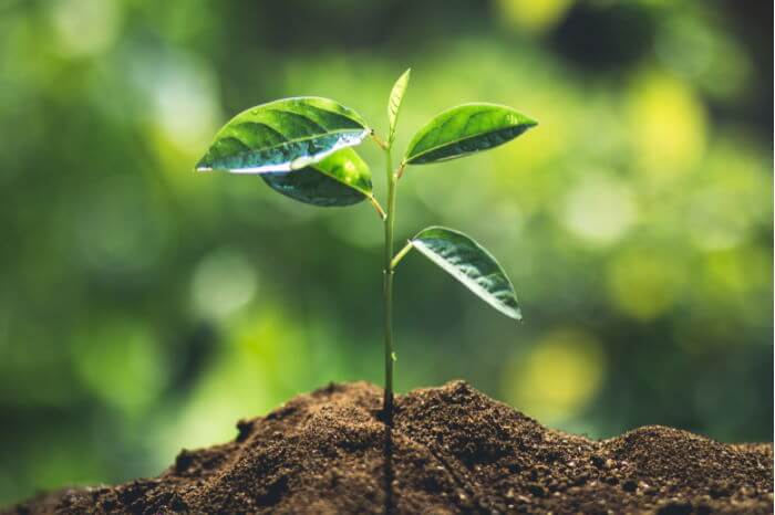 Costa Rica Tree Planting Program
