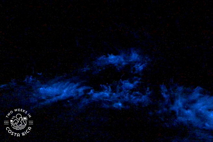 a photo of the bioluminescence