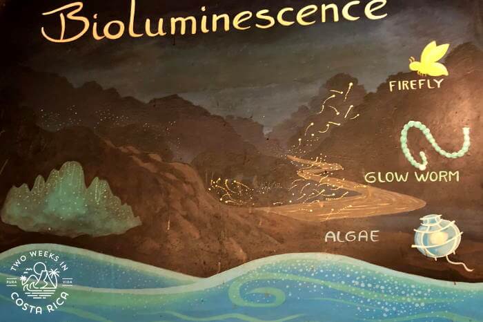 examples of bioluminescence