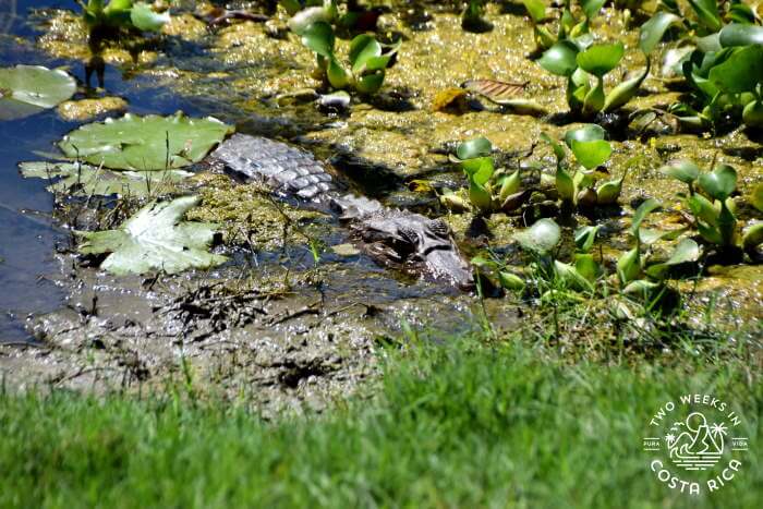 Crocodile in the shallow lagoon