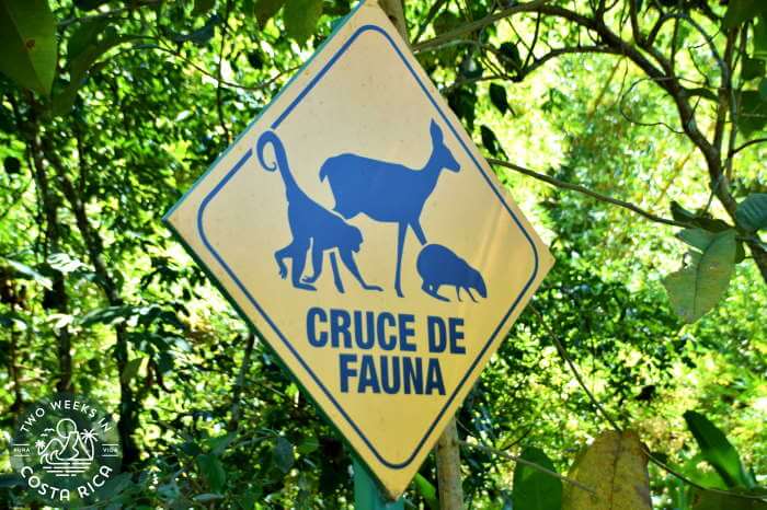 Wildlife crossing sign at the Curu Reserve