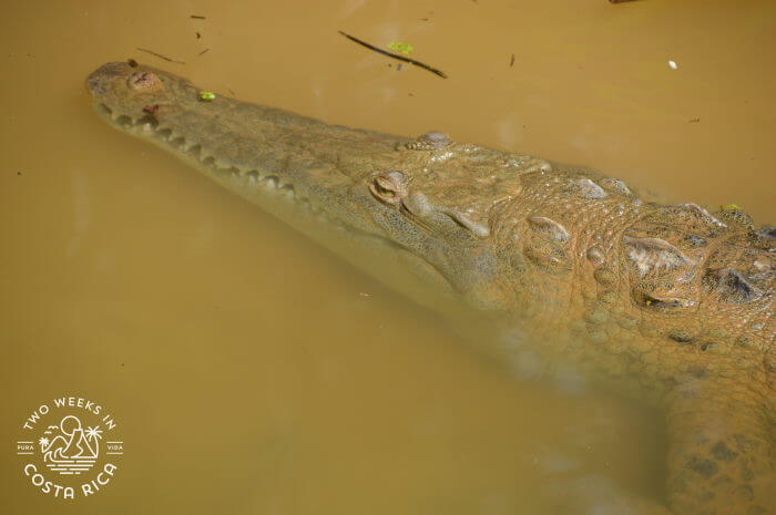 American crocodile Reptilandia