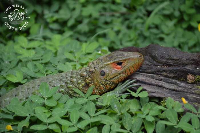 Caiman Lizard Reptilandia