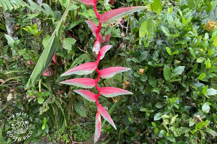 Pink Heliconia