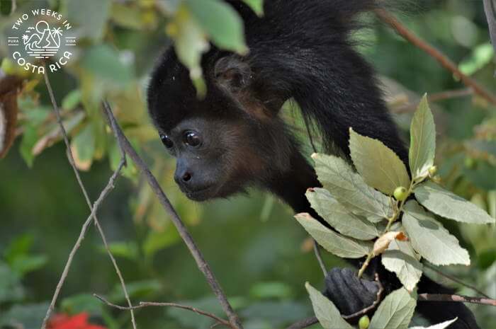 Howler Monkey Costa Rica