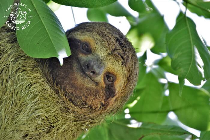 Sloth Manuel Antonio National Park