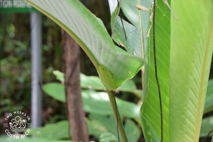 Tree Frog Manuel Antonio National Park