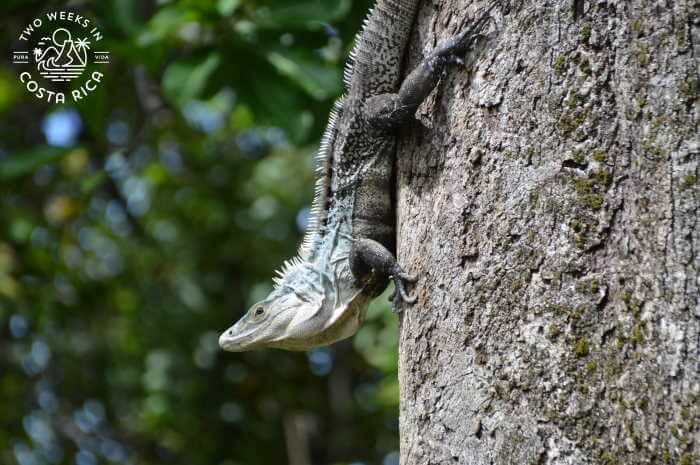 spiny tailed iguana