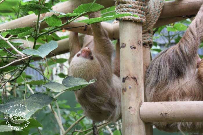 Sloth Sanctuary Selvatura