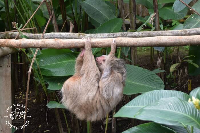 Climbing two toed sloth