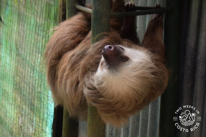 Sloth inside the enclosure