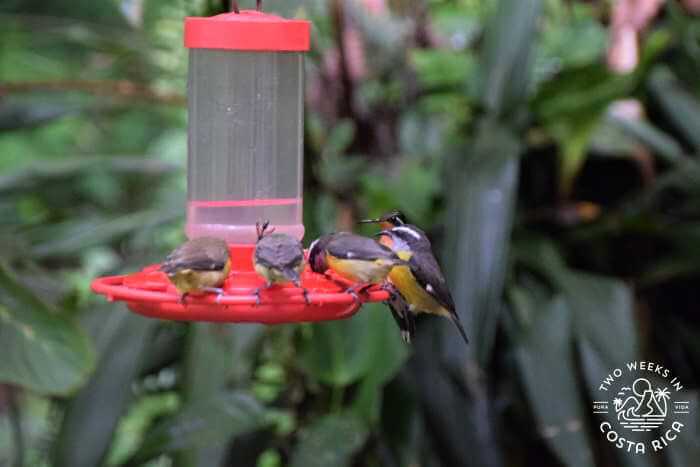 Other birds Monteverde Hummingbird Gallery