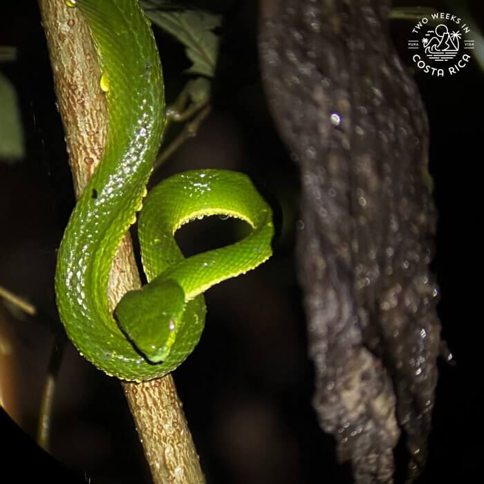 Snake Night Tour Monteverde