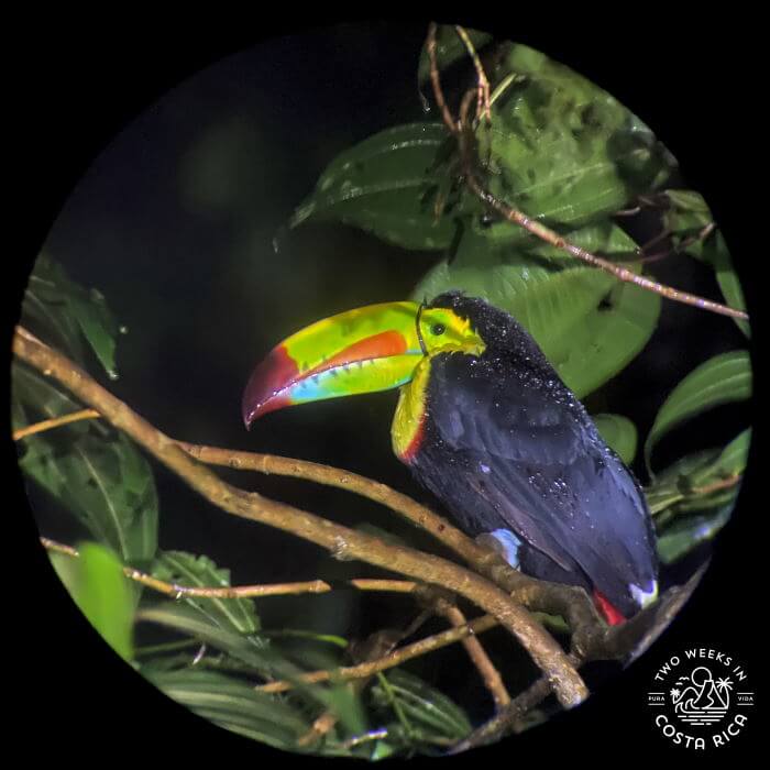 Keel-billed Toucan Monteverde