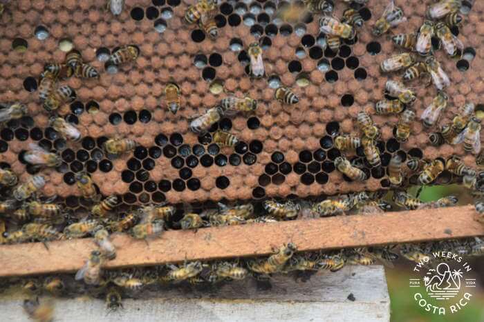 Bee Hive Manuel Antonio