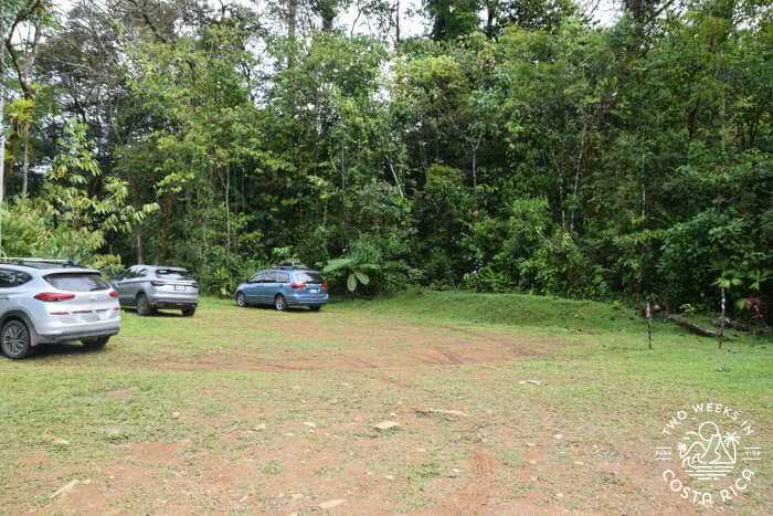 cars parked on grassy lot with jungle background
