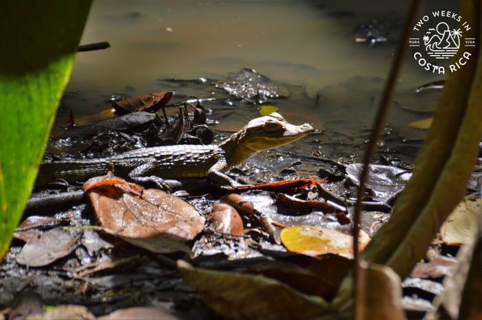 a baby caiman on the edge of a puddle
