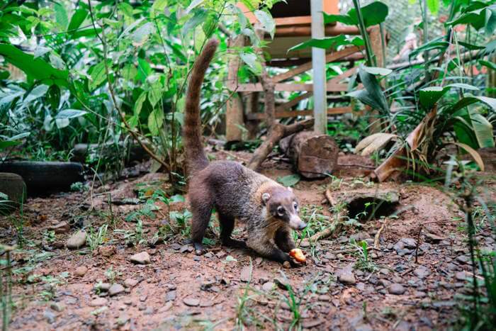 Coati Kids Saving the Rainforest