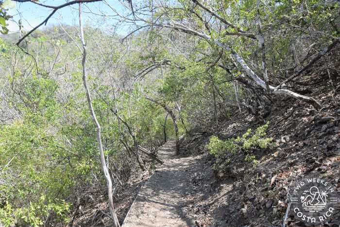 Hiking trail through shrubby forest
