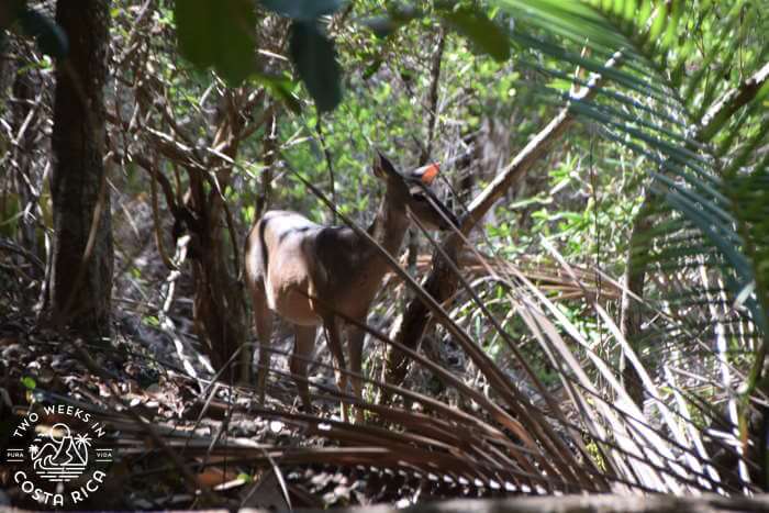 A deer standing in a shadowed part of the forest