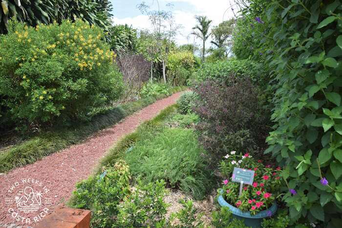 Path through a tropical garden