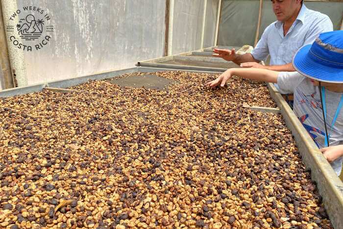 Large table with coffee beans drying