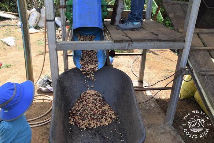 A machine spitting coffee beans into a wheelbarrow