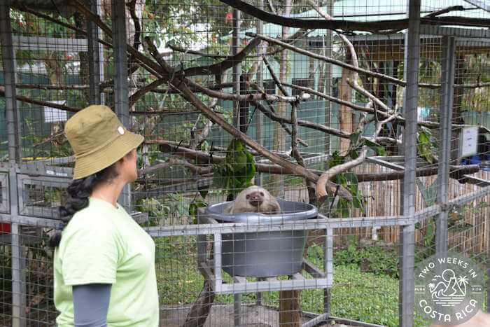 Sloth Enclosure