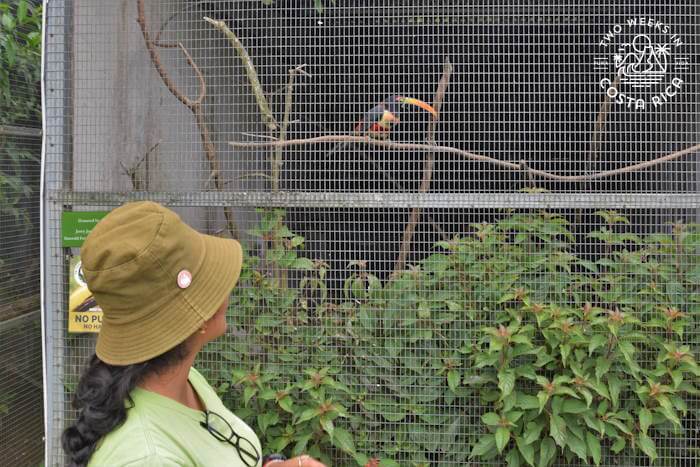 Guide in front of a large bird cage with a toucan