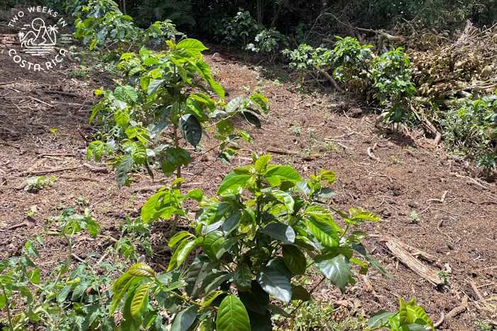 Young coffee plants growing in a field