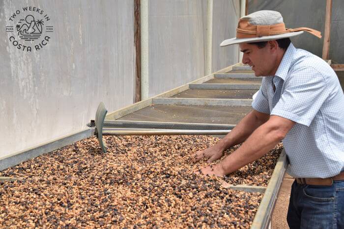 Man sifting coffee beans on a large drying rack
