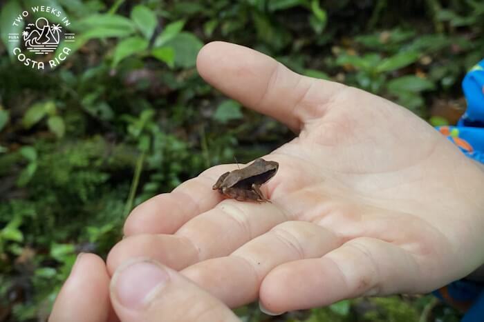 Tiny brown frog Tierras Morenas