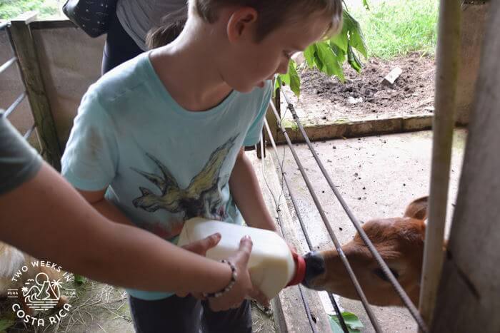 Feeding baby cow Monteverde