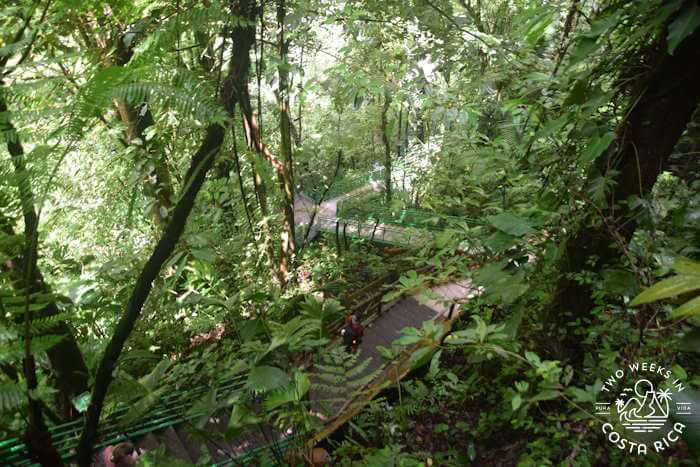 View of forested trail and stairway from above
