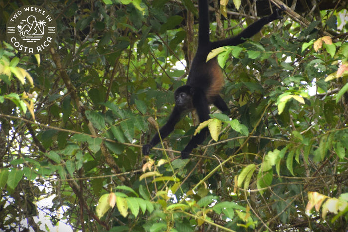 Howler Monkey Cano Negro Reserve