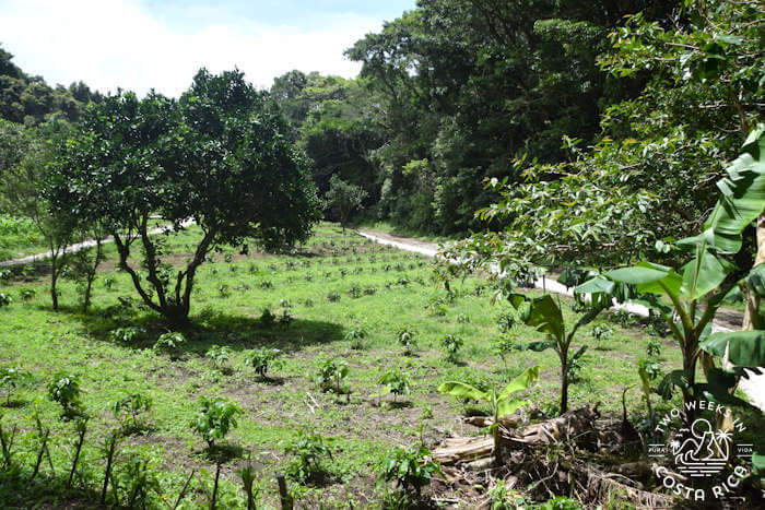 Costa-Rica, Pura-cafe, Pura-café, café, permaculture, organic, bio,  biodégradable, compostable