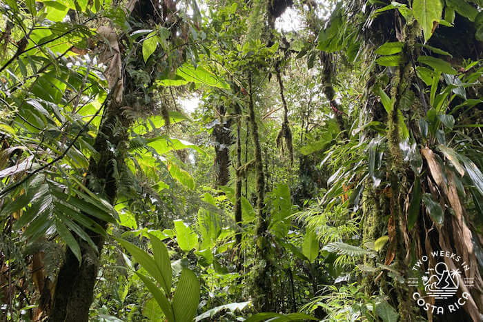 Santa Elena Cloud Forest Reserve Guide