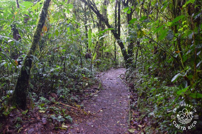Trail Santa Elena Cloud Forest Reserve