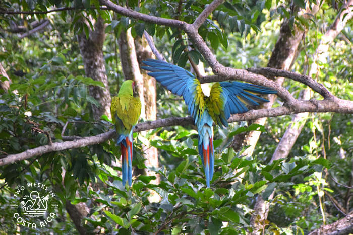 Great Green Macaws at Ara Project