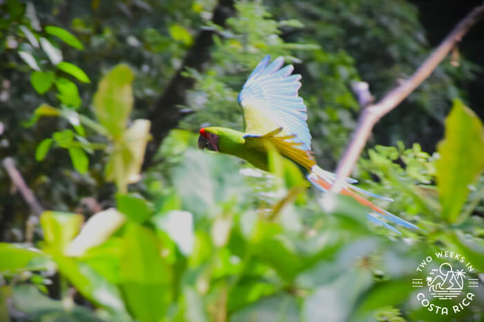 Macaw in Flight Ara Project