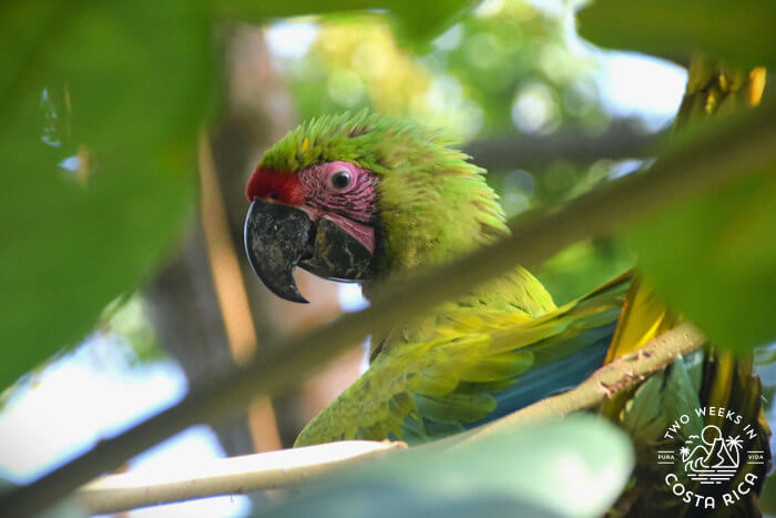 Juvenile Great Green Macaw