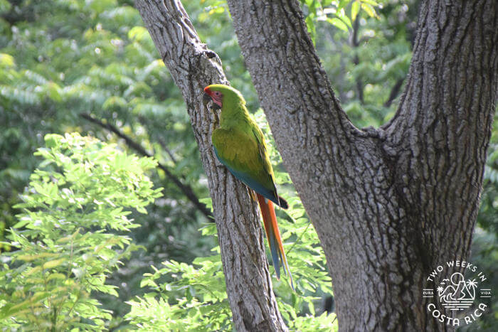 Great Green Macaw resting on tree