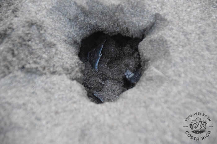 turtle nest holes