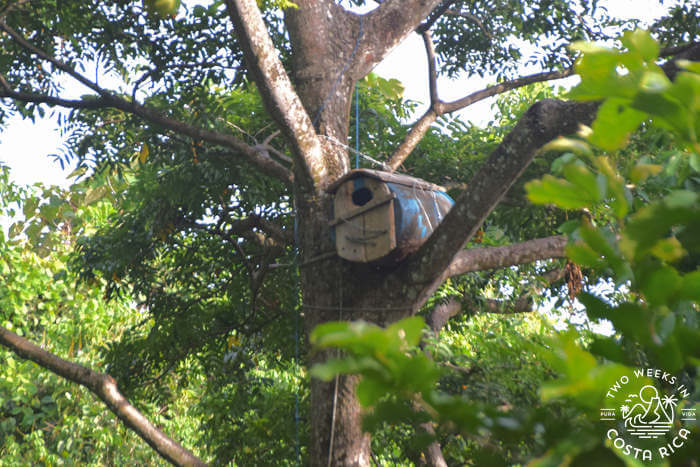 Macaw Nesting Boxes