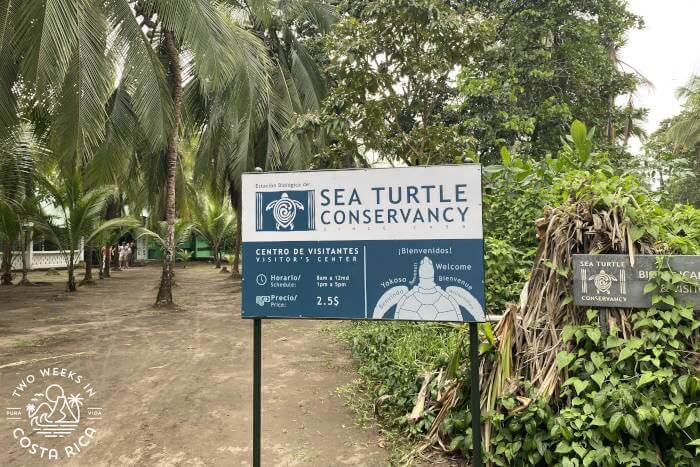 Sea Turtle Conservancy Tortuguero