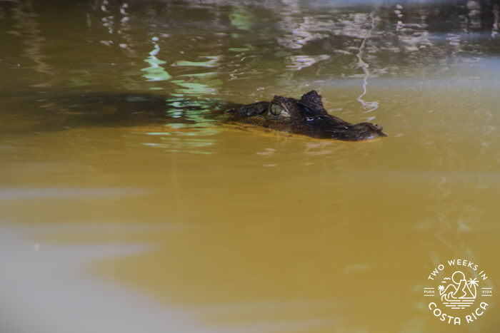 Caiman in Tortuguero canal