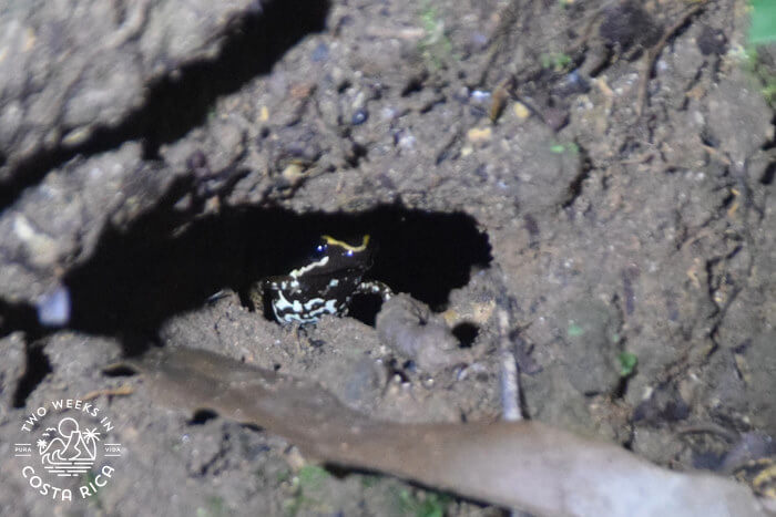 Small black and gold frog peeking out from a hole in the ground