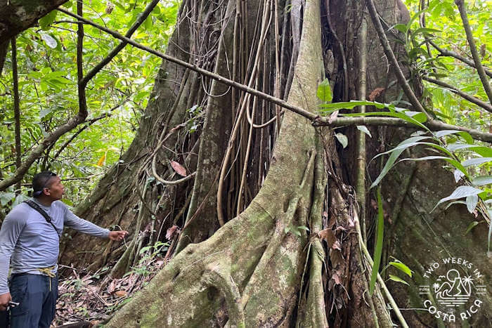 naturalist guide standing next to giant rainforest tree with large roots